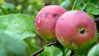 ripe apples with drops of water on the tree