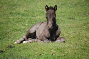 Beautiful and cute, brown Dartmoor Foal on the green grass in Cornwall, England