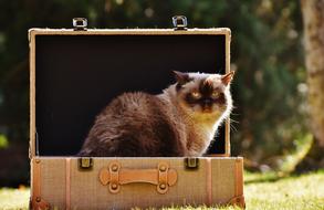 Beautiful and colorful, fluffy British Shorthair cat in the Luggage on the grass