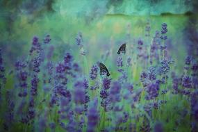 Texture Background Lavender violet