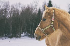 a horse walking in the snow