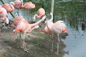 A flock of flamingos on the street