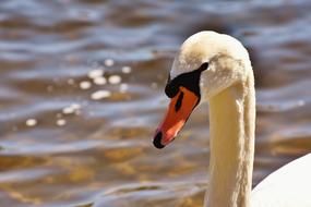 portrait of Swan Water Bird Animal