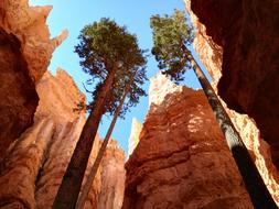 trees and red rocks