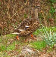 Beautiful and colorful, cute duck, among the colorful and beautiful plants on the embankment