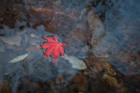 A red leaf in the water