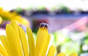 small Insect on Yellow petal