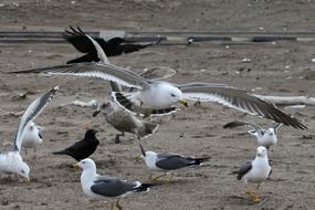 Animal Coast Beach