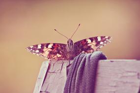 Close-up of the beautiful and colorful, patterned butterfly on the wood
