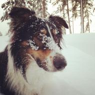 Snowy Dog face