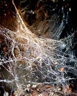 a large spider web on the wall