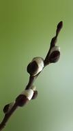 sprouts on a branch on a green background