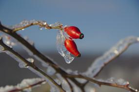 red berries with ice on a branch