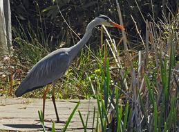 Grey Heron Fishing in reeds