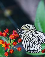 Close-up of the beautiful, white, black and yellow butterfly on the red, orange and yellow flowers, with the green leaves