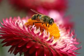 macro view of Hoverfly Insect on red flower