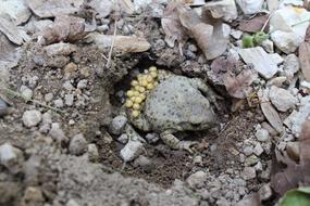 toad with eggs and stones