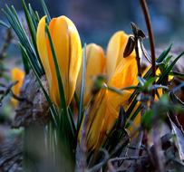 Yellow flowers in the garden landscape