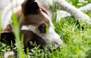 the dog lies on the green grass