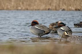 small birds in the water