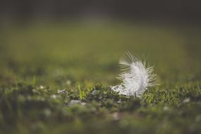 a white feather on the green grass