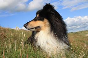 a fluffy dog in the grass