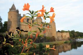 photo of ornamental flowers on a background of a medieval castle in France