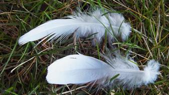 Two beautiful, white feathers among the green grass