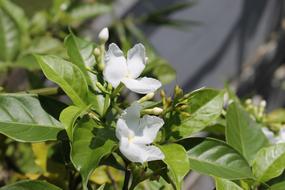 white flowers in green foliage