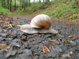 A slug on the ground kind of