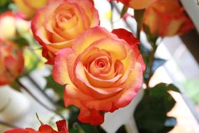 Beautiful roses on the window