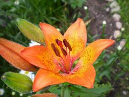 orange flower with green leaves