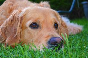 Golden Retriever Dog Grass green