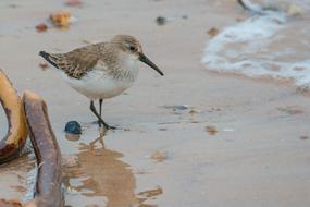 Sanderling Bird Calidris