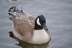 Canadian Goose Water snow