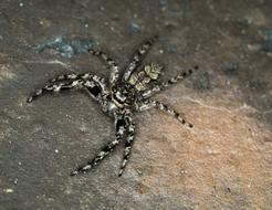 Close-up of the colorful, patterned spider on the rock
