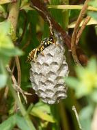 a hive of wasps on a tree