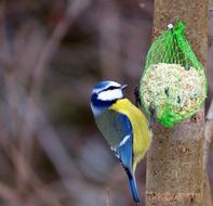 a small bird on a feeder