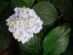 White flowers blooming in spring