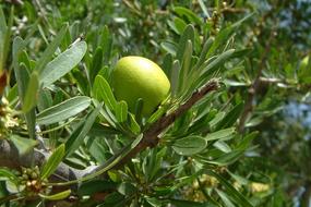 a green apple on a tree with foliage