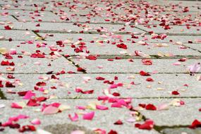 decorated road with rose petals