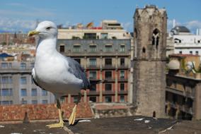 Seagull at old City