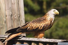 red kite, milvus milvus