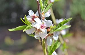 white flowers on green foliage