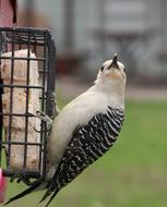 cute charming Woodpecker Watching Bird