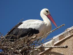 cute charming Stork Nest Roof