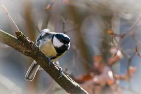 Beautiful and colorful, cute tit songbird, on the branch, among the colorful and beautiful plants