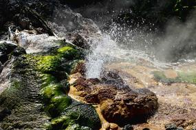 New Zealand with water and moss