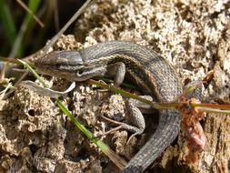 The reptile on the stone