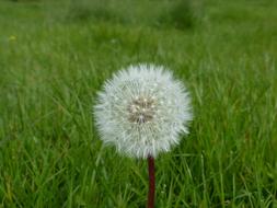 grass dandelion white fluffy